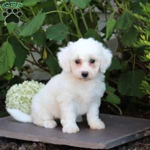 Misty, Bichon Frise Puppy